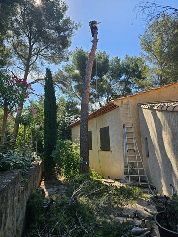 Abattage d’un Pin à Martigues 