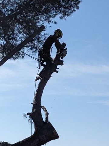 Abattage par démontage d’un Pin fragilisé à La Couronne