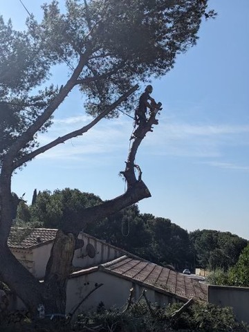 Abattage par démontage d’un Pin fragilisé à La Couronne