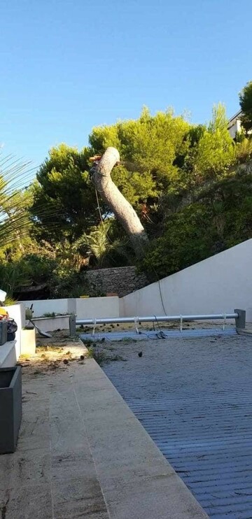 Chantier d’abattage par démontage d’un gros Pin d’Alep sur la commune de Cassis