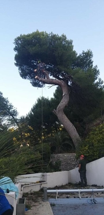 Chantier d’abattage par démontage d’un gros Pin d’Alep sur la commune de Cassis