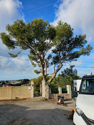 Elagage d'un Pin sur la commune de la Couronne