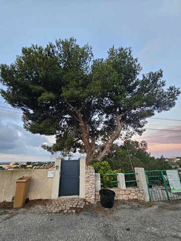 Elagage d'un Pin sur la commune de la Couronne