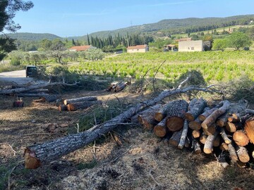 Réalisation pour une menuiserie à Martigues avec gros débroussaillage et abattage de Pins 