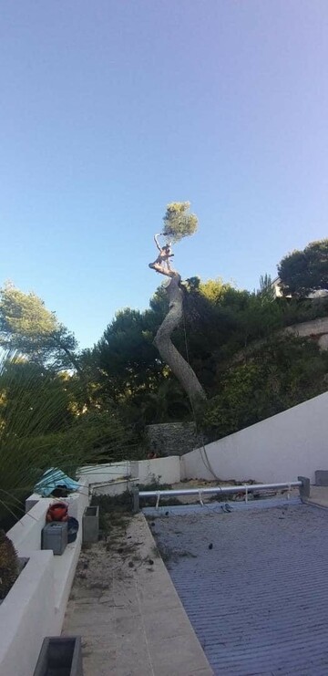 Chantier d’abattage par démontage d’un gros Pin d’Alep sur la commune de Cassis