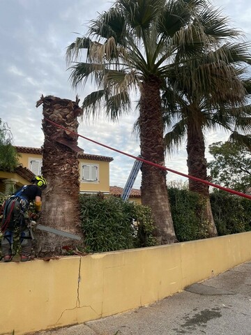 Chantier d’abattage de Palmier à Carry 