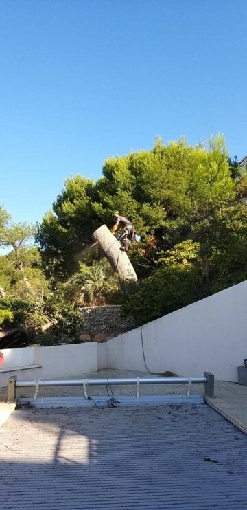 Chantier d’abattage par démontage d’un gros Pin d’Alep sur la commune de Cassis