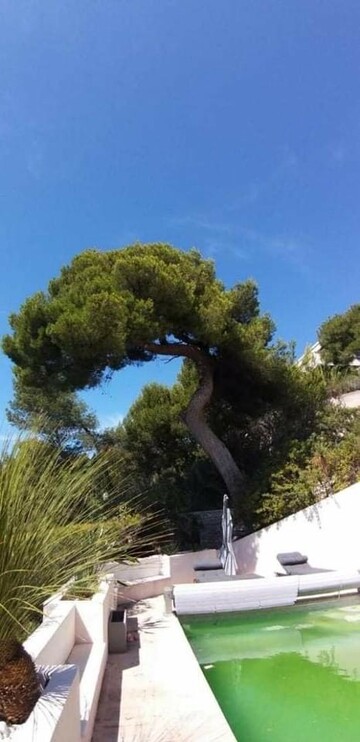 Chantier d’abattage par démontage d’un gros Pin d’Alep sur la commune de Cassis