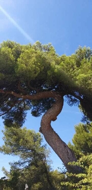 Chantier d’abattage par démontage d’un gros Pin d’Alep sur la commune de Cassis