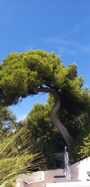 Chantier d’abattage par démontage d’un gros Pin d’Alep sur la commune de Cassis