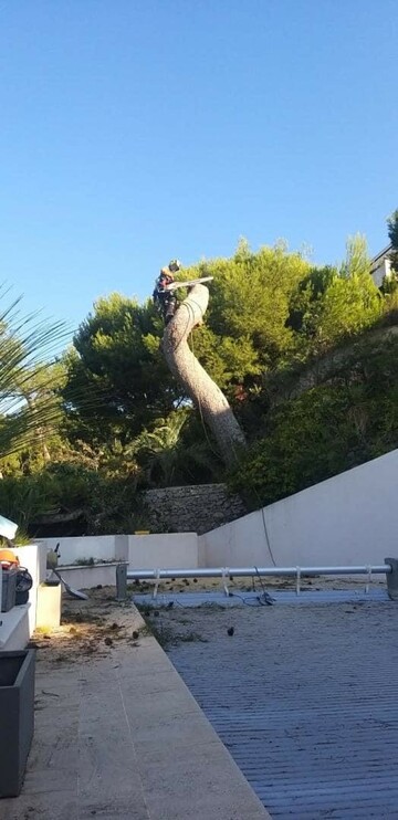 Chantier d’abattage par démontage d’un gros Pin d’Alep sur la commune de Cassis