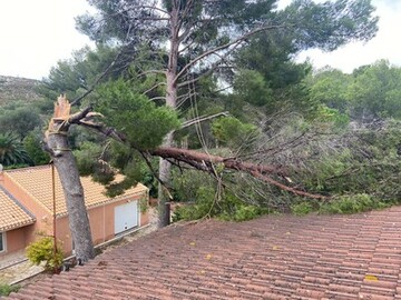 Abattage d'un Pin en urgence - Martigues