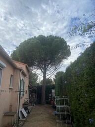 Chantier d’abattage d’un Pin Parasol et rognage de sa souche - Sausset Les Pins