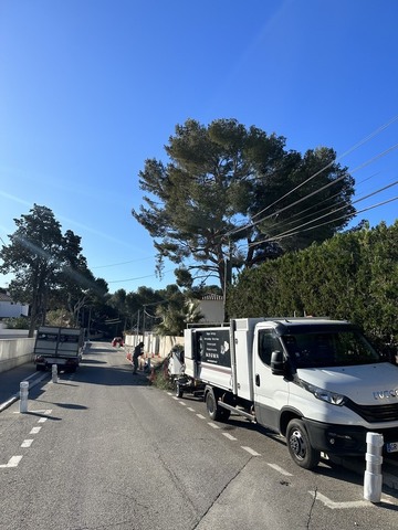 Elagage d'arbres à Carry 