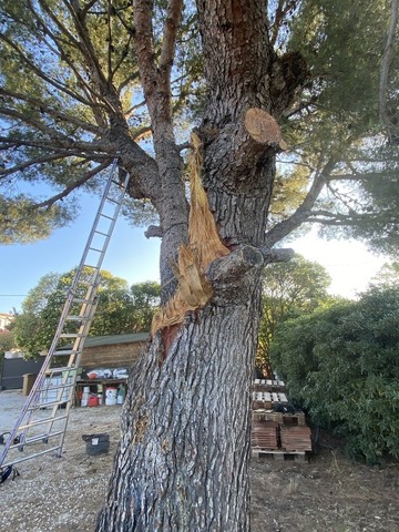 Abattage par démontage d’un Pin fragilisé à La Couronne