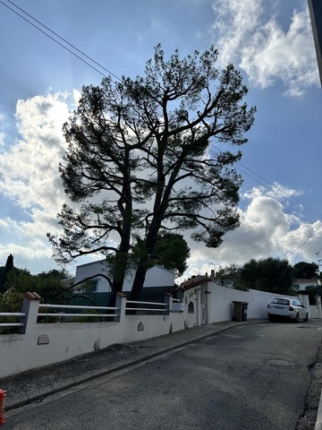 Elagage aéré d'un pin à Martigues