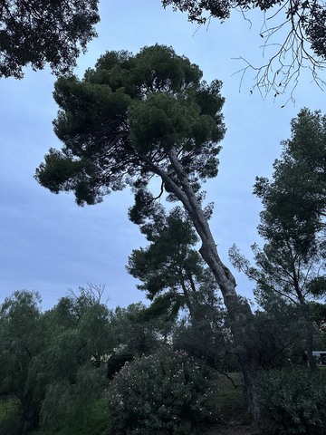 Élagage d’un pin au Château de Sausset