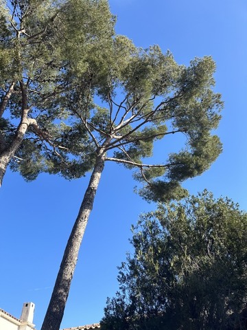 Elagage d’une petite portion de Pinède sur la commune de La Couronne