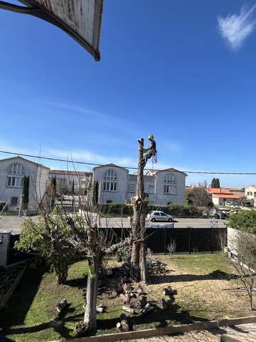 Abattage d’un Cyprès sur la commune de Marignanne