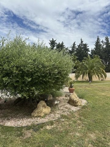 Taille d'un olivier en plateau à Marignane