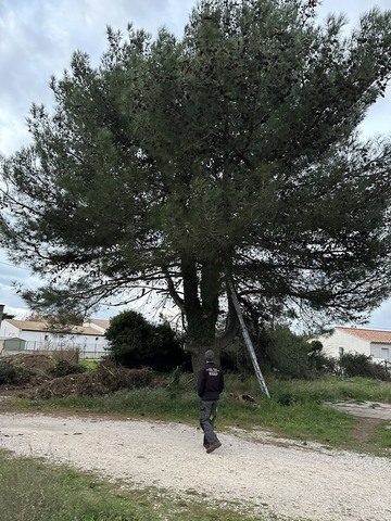 Abattage et rognage d’un pin à Fos-sur-Mer