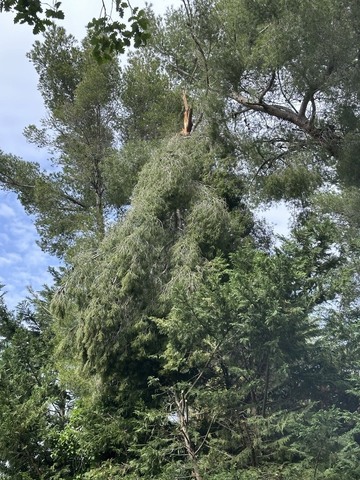 Intervention d'élagage d'arbres d'urgence - Martigues