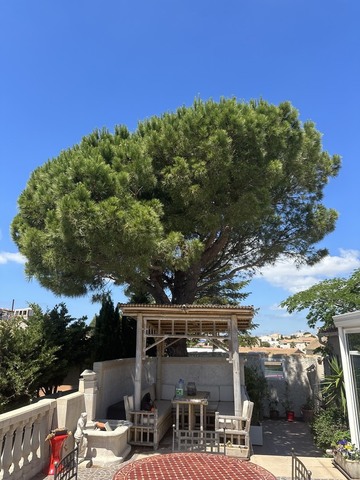 Elagage d’un Pin Parasol à Sausset-les-Pins 