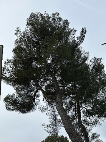 Elagage de deux Pins à Martigues