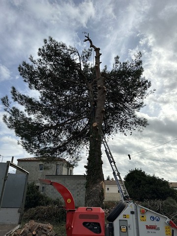 Abattage et rognage d’un pin à Fos-sur-Mer