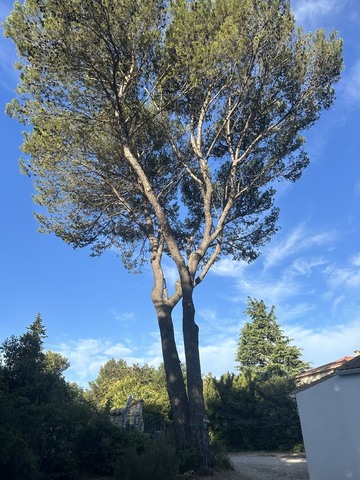 Abattage d'un pin malade (phellin du pin) à Calas