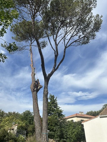 Abattage d'un pin malade (phellin du pin) à Calas