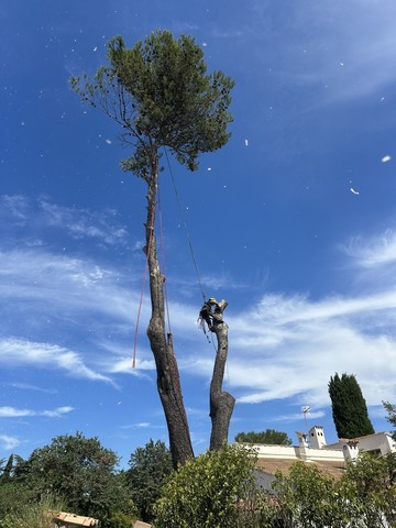 Abattage d'un pin malade (phellin du pin) à Calas