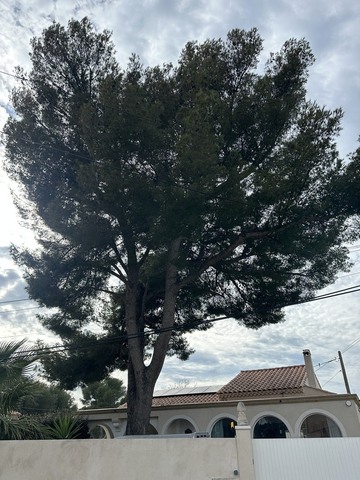 Elagage d'arbres à Carry 