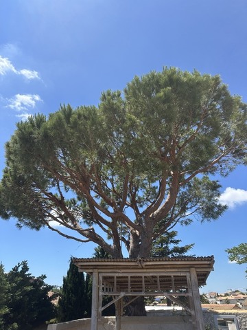 Elagage d’un Pin Parasol à Sausset-les-Pins 