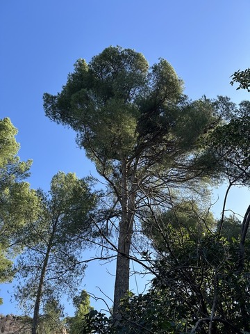 Elagage d’un pin dans une copropriété à Vitrolles