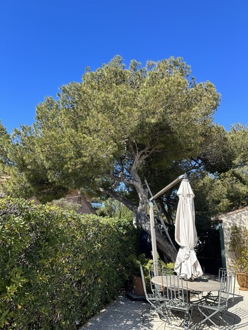 Elagage d’un petit Pin sur la commune de la Couronne 