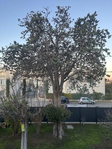 Abattage d’un Cyprès sur la commune de Marignanne