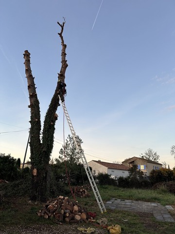 Abattage et rognage d’un pin à Fos-sur-Mer