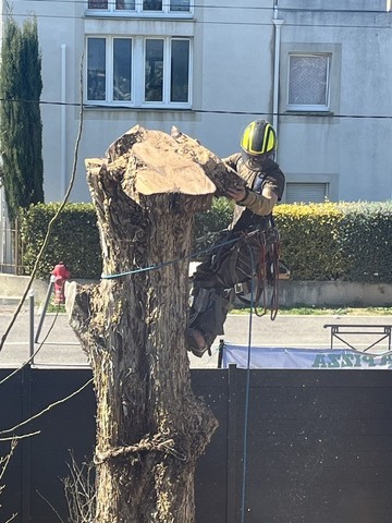 Abattage d’un Cyprès sur la commune de Marignanne