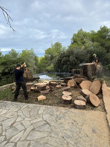  L'abattage d’un Pin à St Mitre les Remparts 