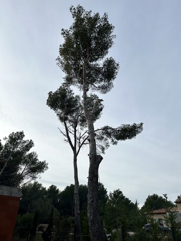 Abattage d’un Pin sur la commune de St Mitre les Remparts