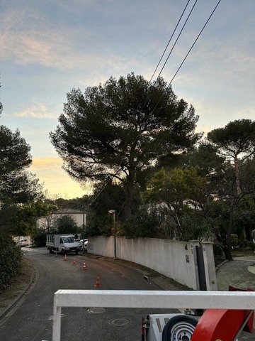 Elagage de deux Pins à Martigues