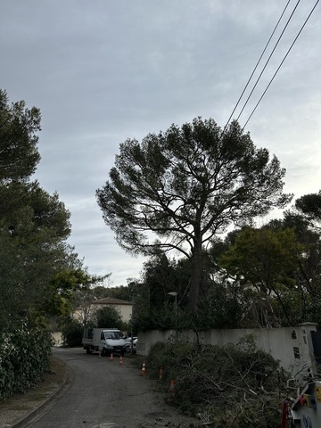 Elagage de deux Pins à Martigues