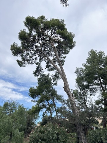 Élagage d’un grand pin au château de Sausset-les-Pins