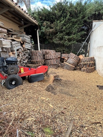 Chantier d’abattage d’un Pin Parasol et rognage de sa souche - Sausset Les Pins