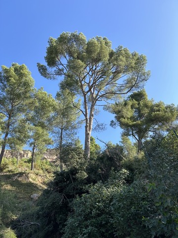 Elagage d’un pin dans une copropriété à Vitrolles