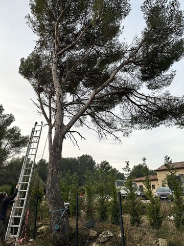 Abattage d’un Pin sur la commune de St Mitre les Remparts