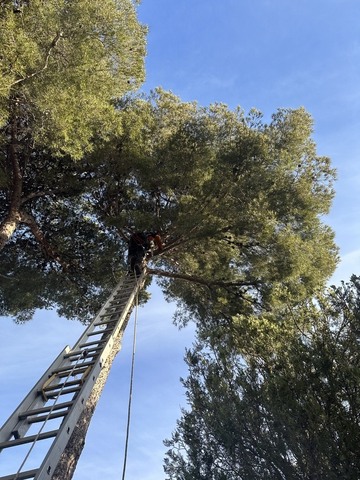 Elagage d’une petite portion de Pinède sur la commune de La Couronne