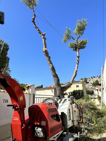 Abattage par démontage d’un Pins d’Alep double