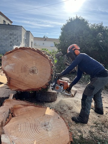 Abattage et rognage d’un pin à Fos-sur-Mer